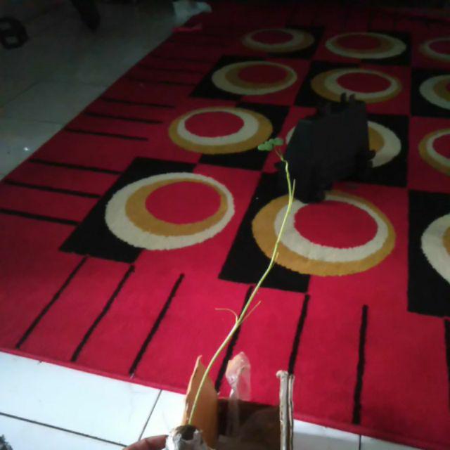 Jual Fres Cutting Pohon Kelor