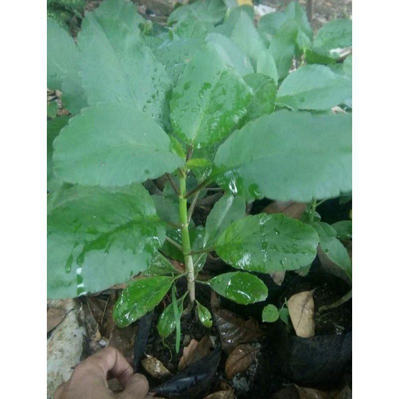 Tanaman herbal cocor bebek/Tanaman hias sosor bebek/Tanaman cocor bebek