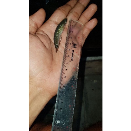 channa asiatica WS pure