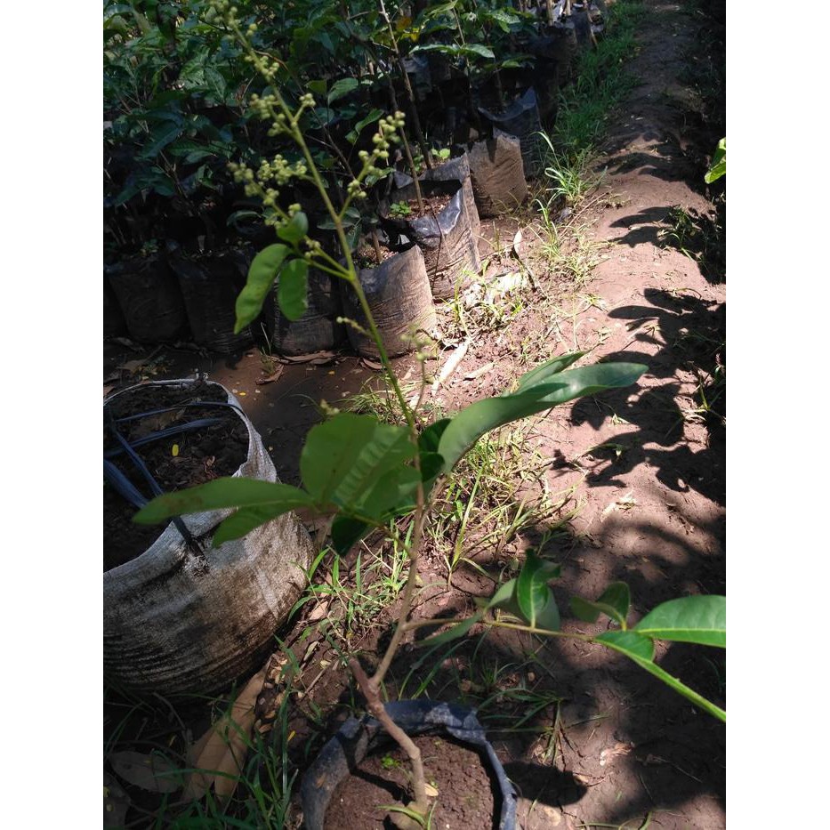Bibit Klengkeng Aroma Durian Berbunga