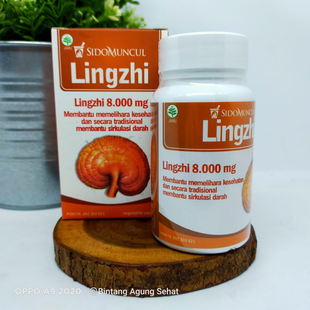 

SIDOMUNCUL LINGZHI (OBAT HERBAL KANKER TUMOR PAYUDARA, PARU-PARU, USUS)