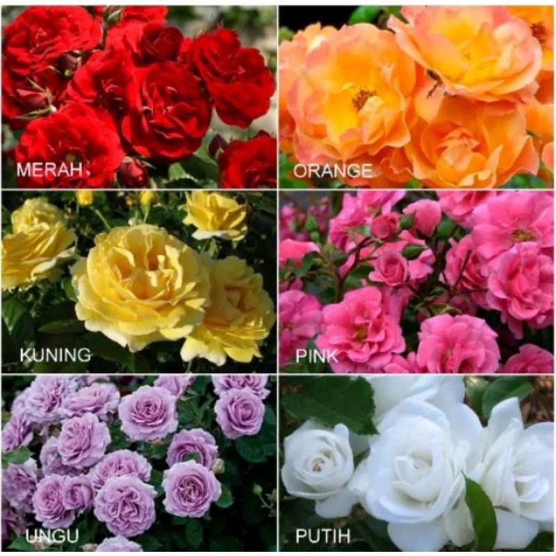 Paket 6 Bibit Tanaman Hias Bunga Mawar Floribunda Rambat Aneka Warna