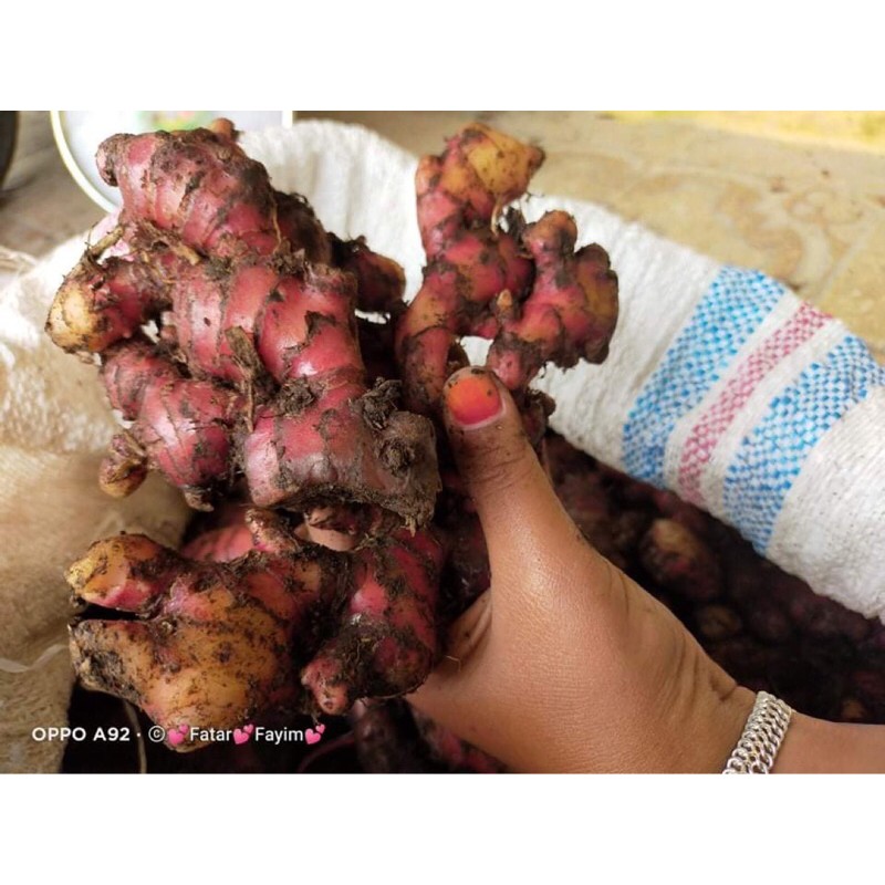 

jahe merah, jahe gajah, jahe emprit 1kg