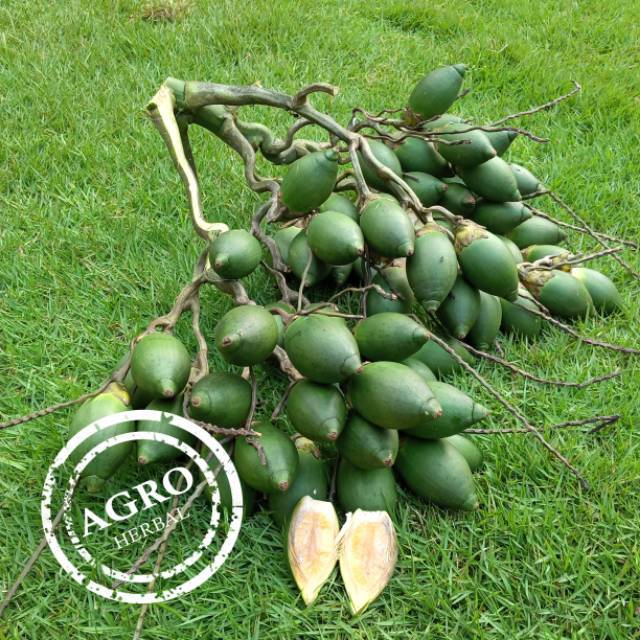 

Buah Pinang Muda Segar 1Kg