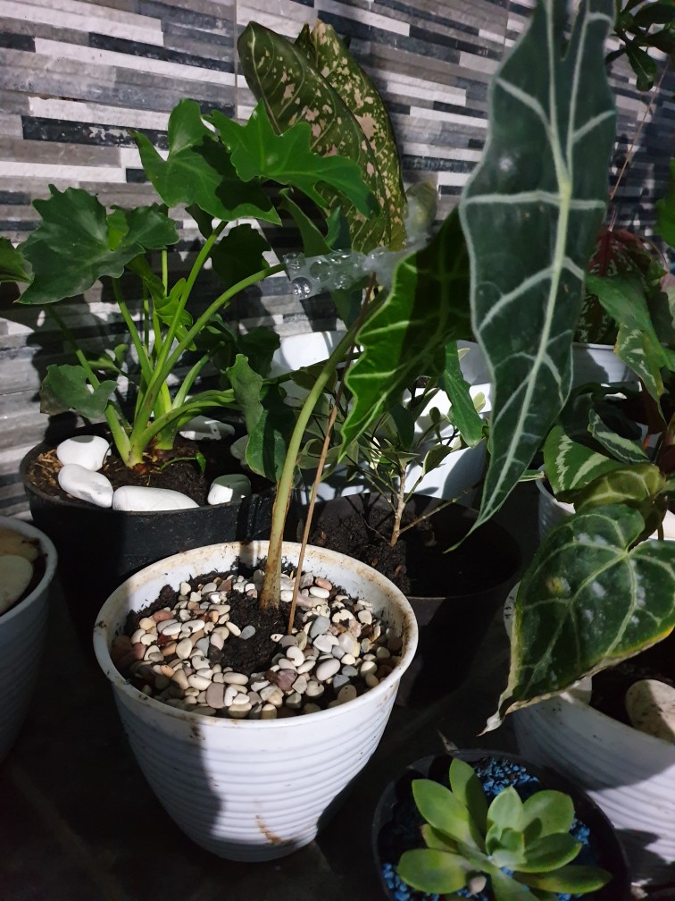 Tanaman Hias Keladi Amazon / Keladi Hias / Keladi Tengkorak