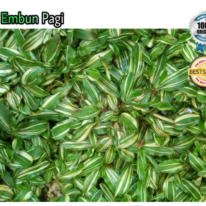 Rumput gajah mini varigata 1x1 meter murah