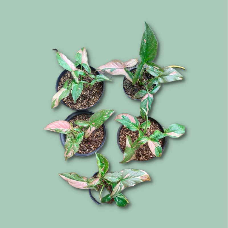 Syngonium Pink Splash - syngonium pink splash Real Pic