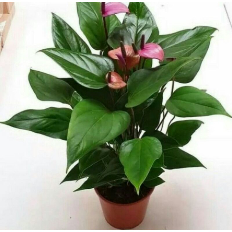 Tanaman Hias Anthurium Mickey Mouse Bunga Ungu - Pohon Anthurium Mickey Mouse - Bunga Ungu