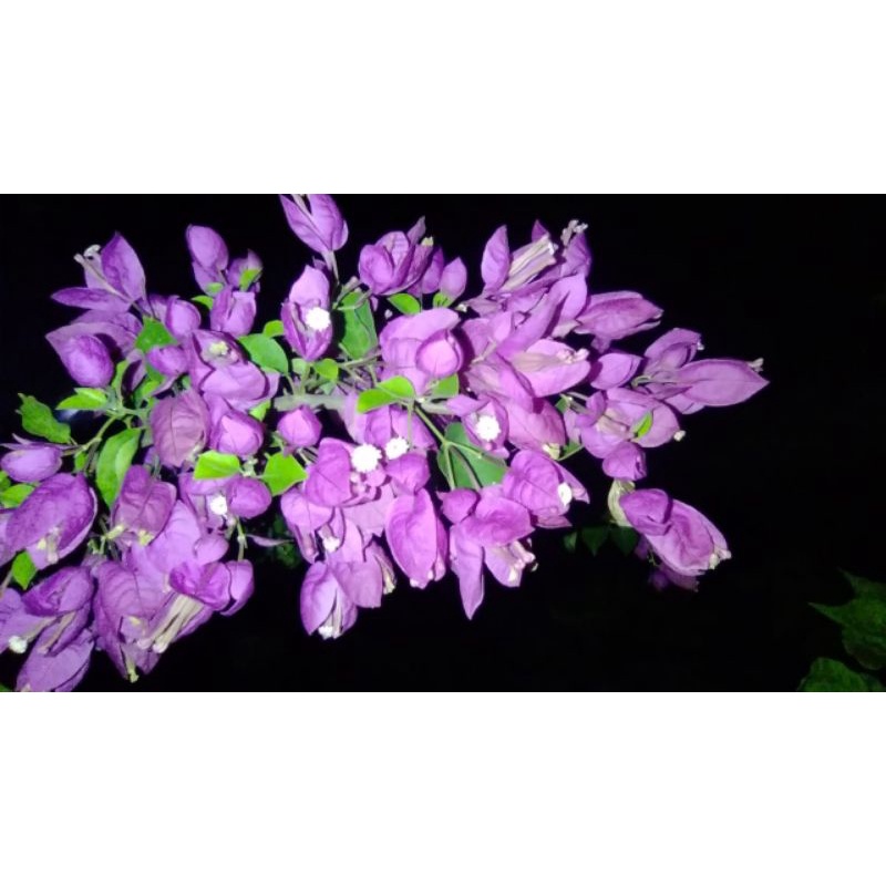 Bugenvil anggur ungu