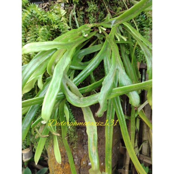 Tanaman hias kadaka rumpai