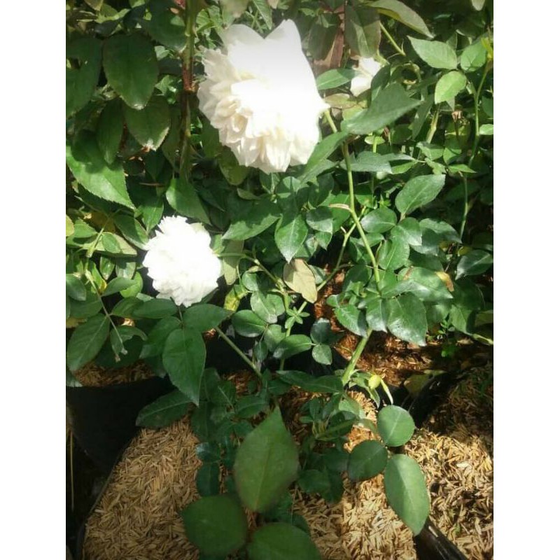 mawar kampung wangi warna putih remaja