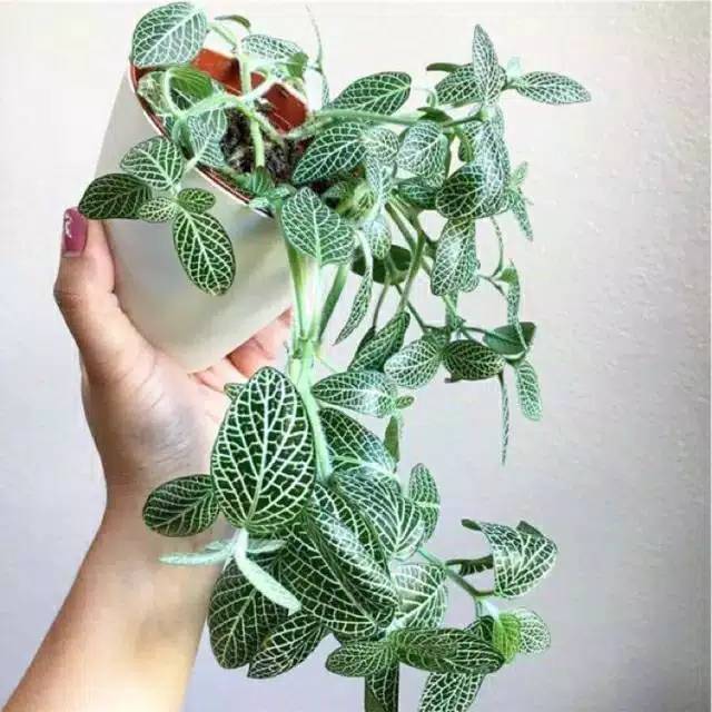 Tanaman hias episia mutiara tanaman gantung episia salju