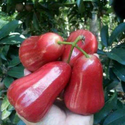 Bibit Jambu Air Kusuma Merah/Tanaman Jambu Air Kusuma Merah(Jaminan Original)