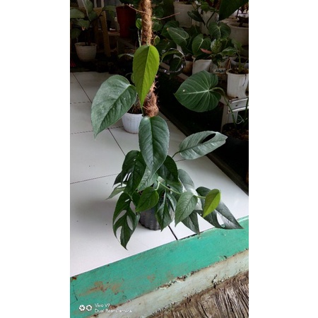 Epiprenum cebu blue f1