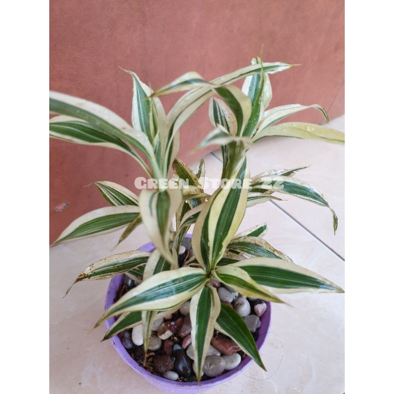 Tanaman Hias Bambu Hoki Varigata Mini