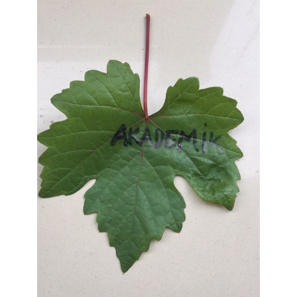 Entres anggur import Trans,Jupir,Nn06,Reco Pentung,Aka,Souvenir,ilaria,CRV,RP,Taldun,DX,BN;Romeo,Che