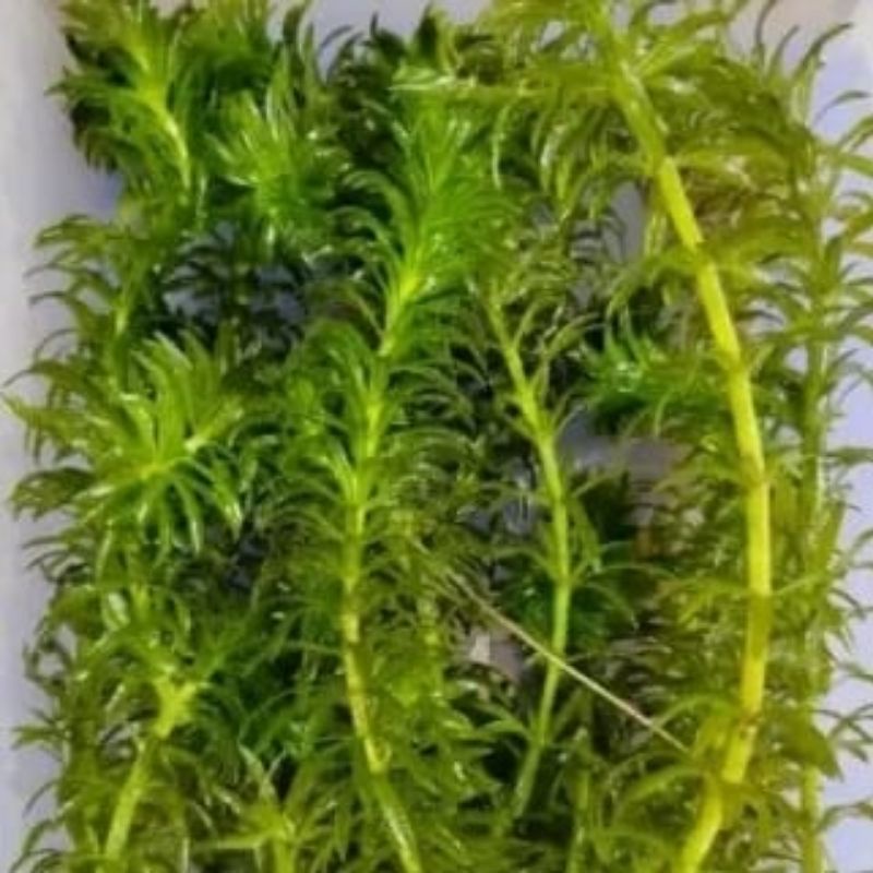 GANGGANGAN AIR TAWAR