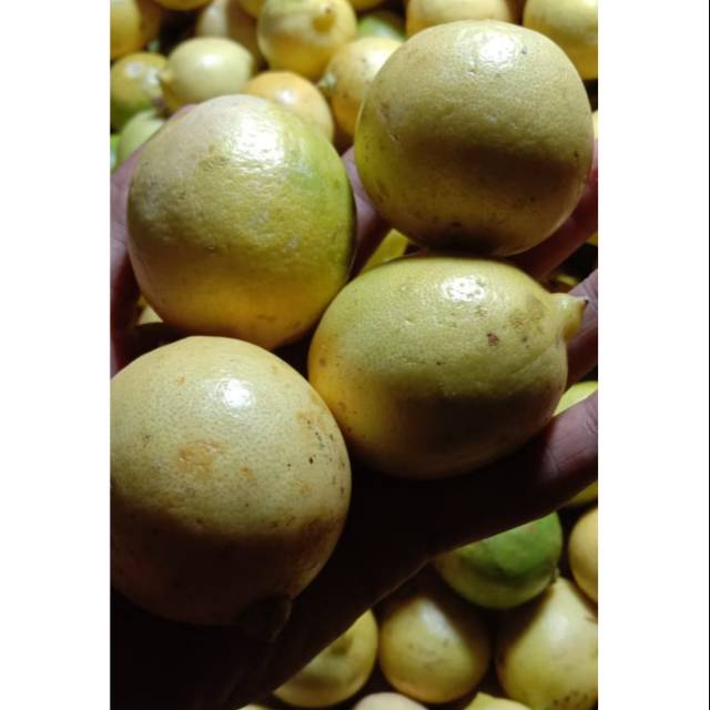 

[Bandar Sayur Jakarta] Jeruk lemon lokal perkilo