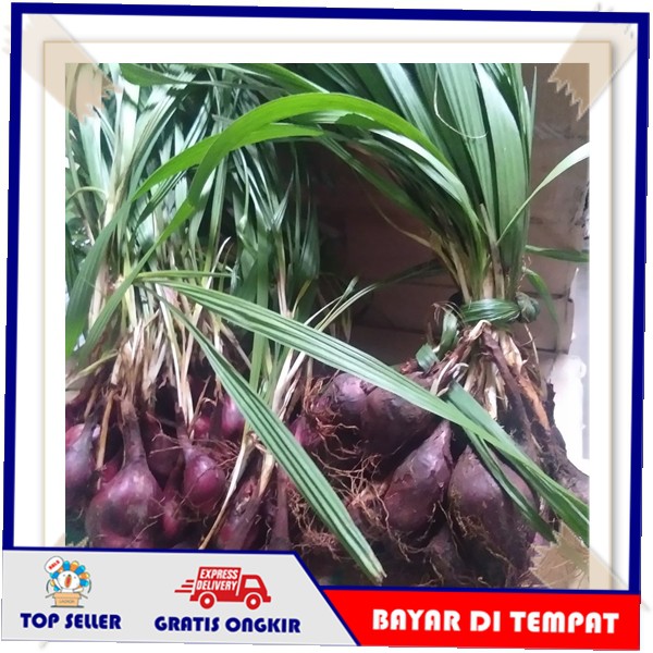 Bawang Dayak Organik Segar 1kg - Bwang Dayak Kering Bubuk Kapsul Ori Asli Kalimantan