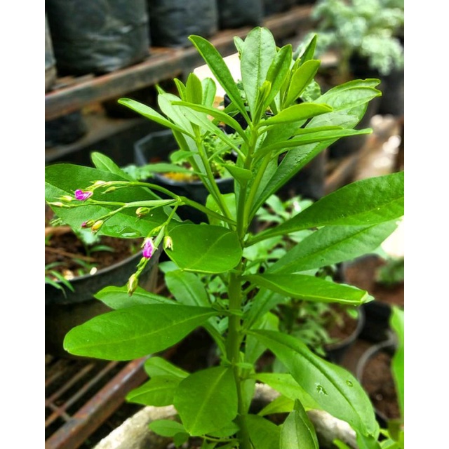 ginseng Jawa(tanamannya)