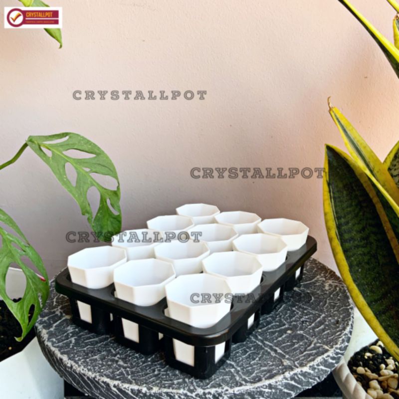 1 set Tray + POT BUNGA NKT PAGODA MINI 5CM PUTIH | tray semai bibit