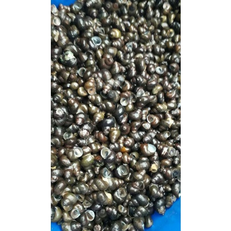 

keong sawah tutut 500grm