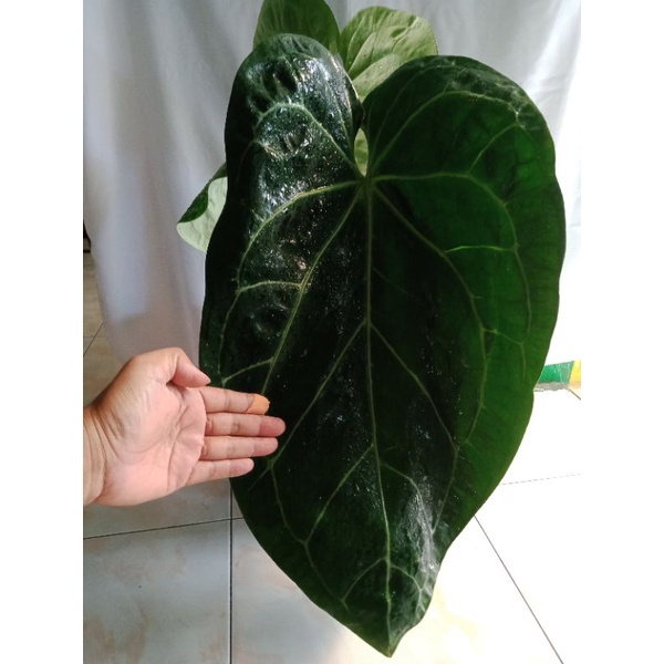 Anthurium Kuping Gajah BLACK MAGNIFICUM size ZUMBO