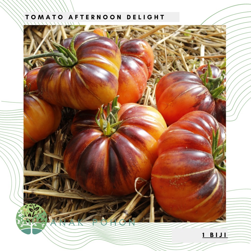 Benih Bibit Biji - Tomat Afternoon Delight Tomato Seeds