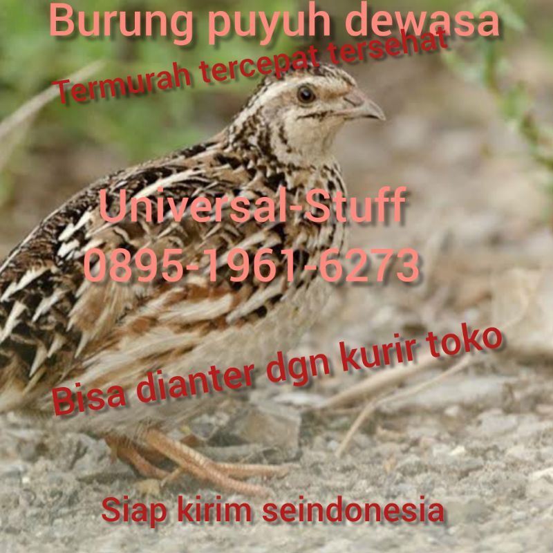 Jual burung puyuh dewasa indukan | Shopee Indonesia