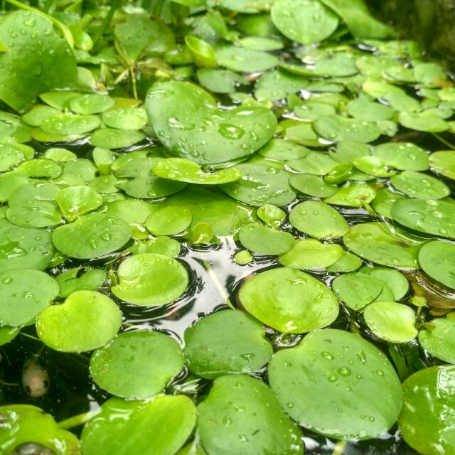  Frogbit  amazon  tanaman  air  tanaman  ikan cupang 