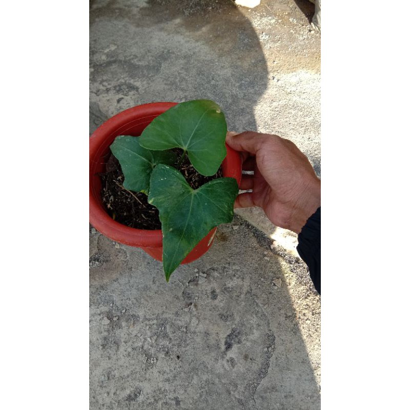 anthurium pterodactyl variegata