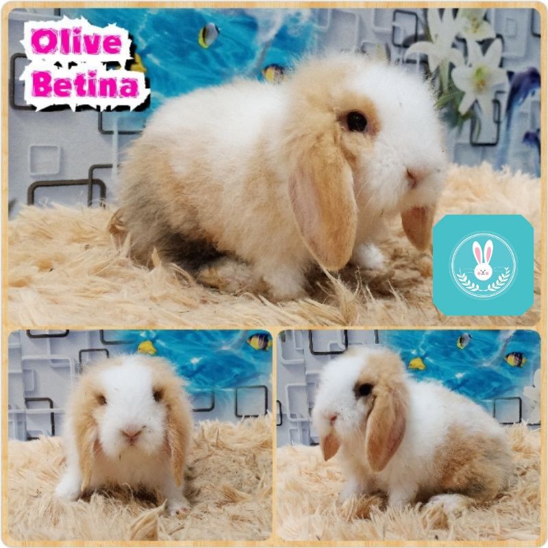 Kelinci Hias Fuzzy Lop - Per Ekor