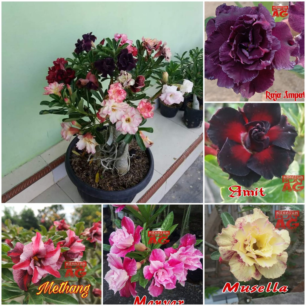 Tanaman hias adenium bunga tumpuk hasil grafting/stek murah