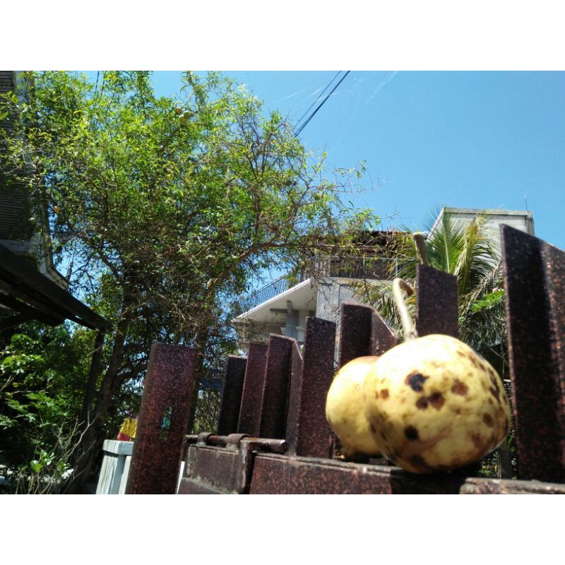 

Buah delima putih manis segar dari lereng gunung merapi