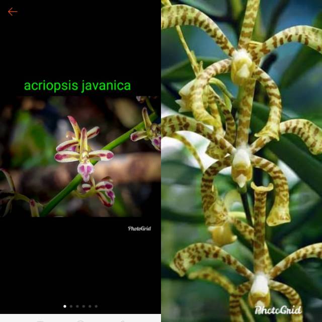 Anggrek Acriopsis Javanica Liliifolia Dan Anggrek Vanda Kalajengking Anggrek Bawang Shopee Indonesia