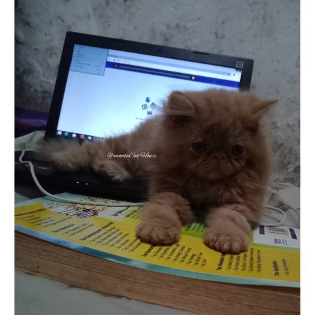 Sudah terjual Kucing Kecil Kitten Persia Peaknose kado spesial ganteng lucu