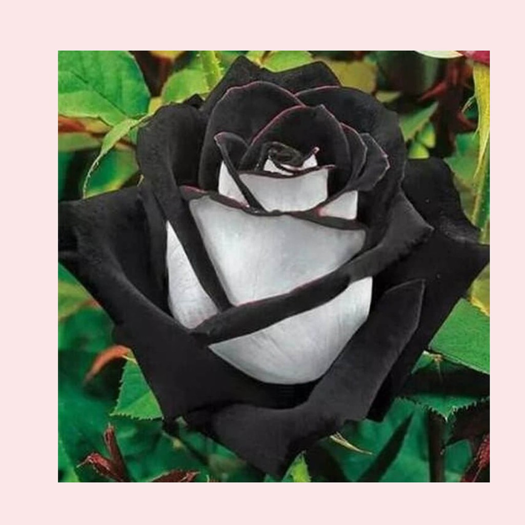 Bibit Benih Biji Bunga Mawar Black White Rose - Biji Benih Bunga Mawar Black White -Bunga Mawar- COD