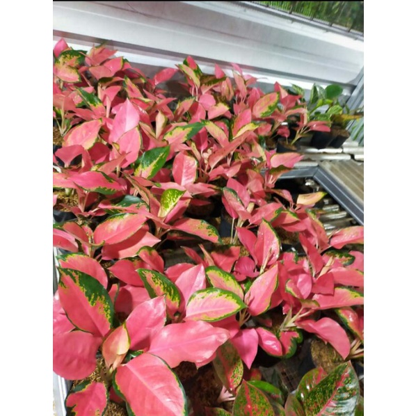 aglonema RED MAJESTY