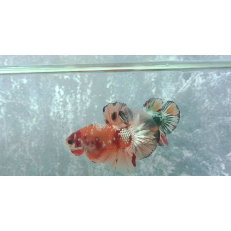 Nemo Copper Gold ( Bahanan)