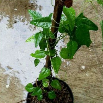 Tanaman Hias Cincau Hijau / Cincau Jelly