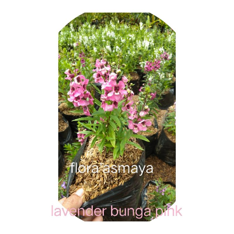 tanaman hias tanaman pengusir nyamuk bunga lavender pink/tanaman hias hidup bunga lavender pink