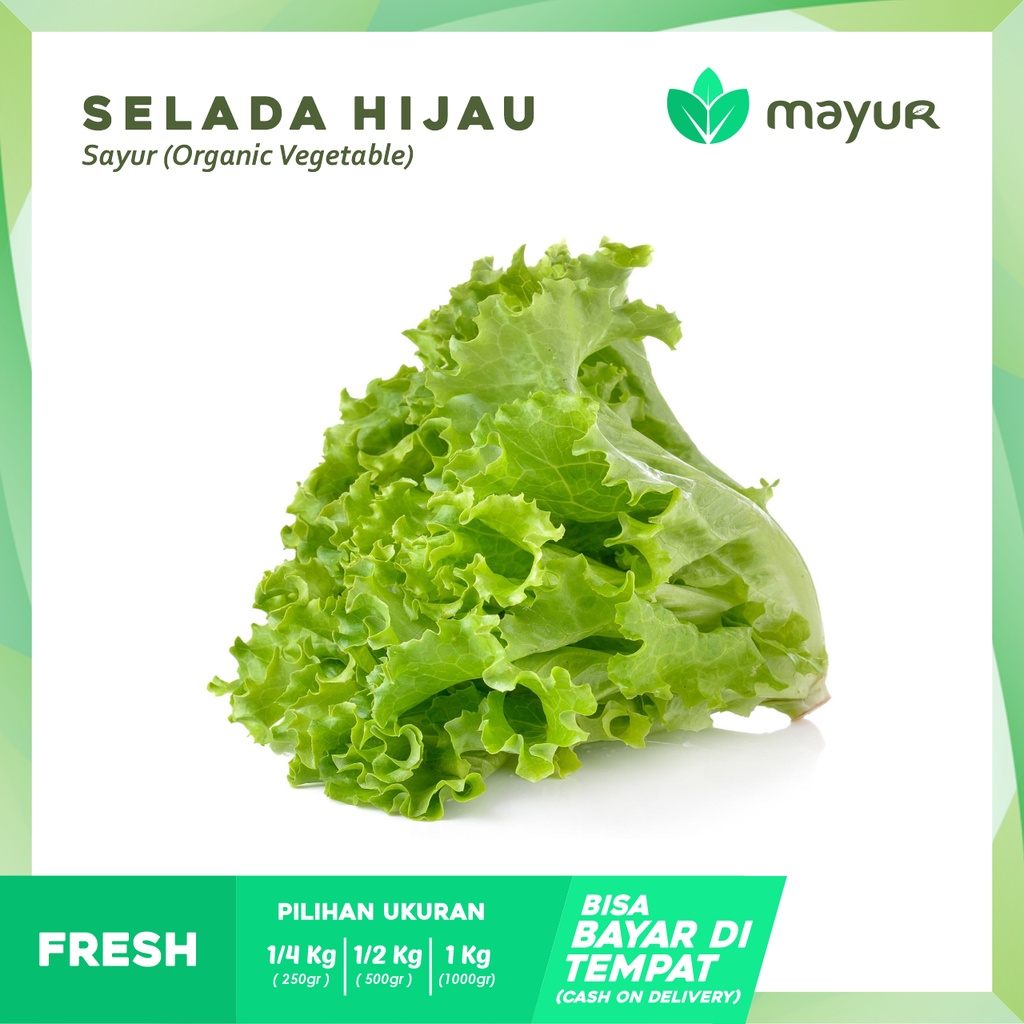 

Selada Hijau / Green Lettuce Segar ( 250gr | 500gr | 1kg )