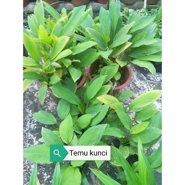 bibit temu kunci obat herbal