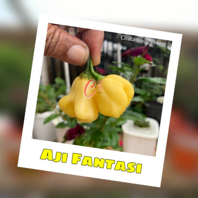 

Buah / Biji AJI FANTASI
