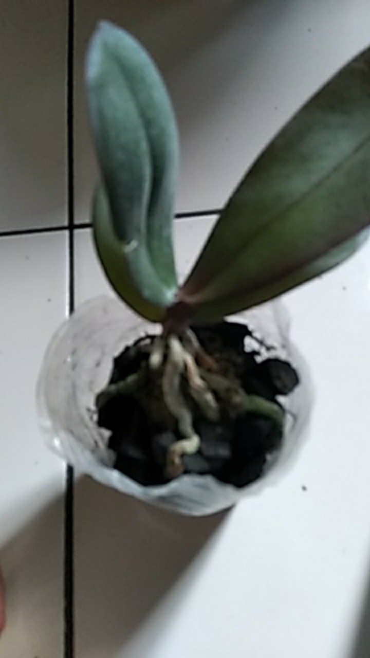 Anggrek Bulan Remaja - Phalaenopsis Hybrid Taiwan