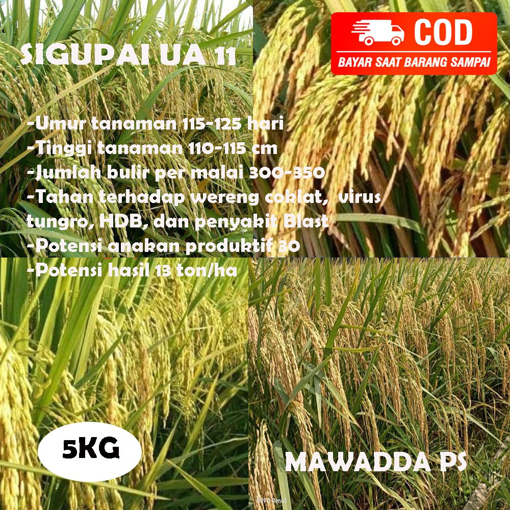 Benih Padi Unggul UA 11 Sigupai Bibit unggul