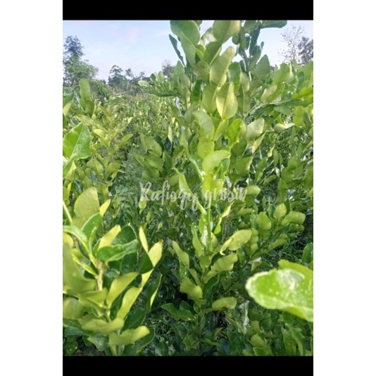 

DAUN JERUK PURUT FRESH