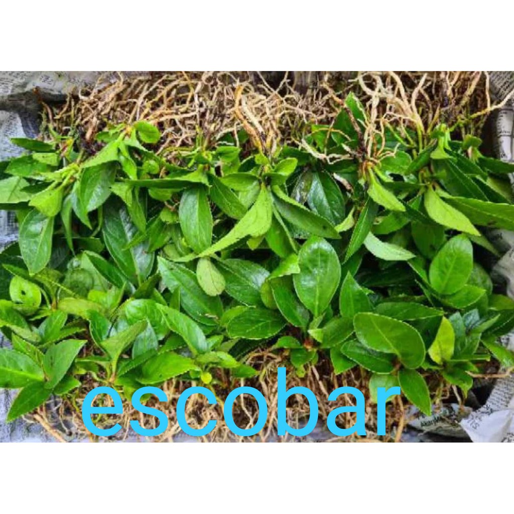 Bibit jemani escobar