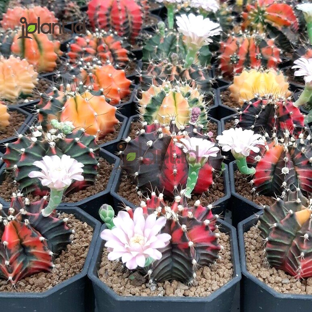 FRESH | Benih Biji Kaktus Gymno Variegata Mix