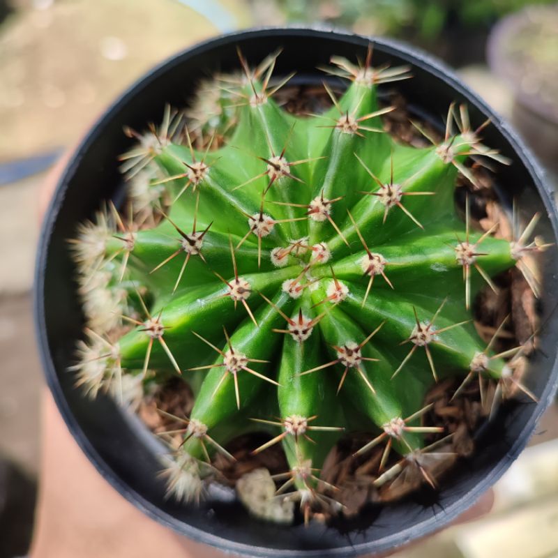 Echinopsis oxygona big size/ Kaktus Ownroot